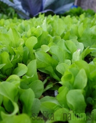 Sjeme BIO Radič Tržaški solatnik 